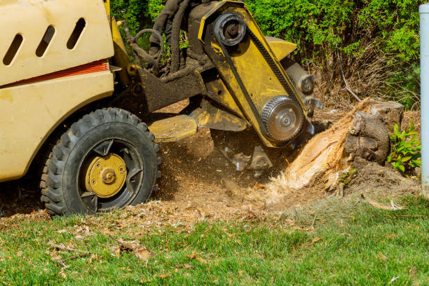 Best Tree Clearing Services  in Sullivan, IL